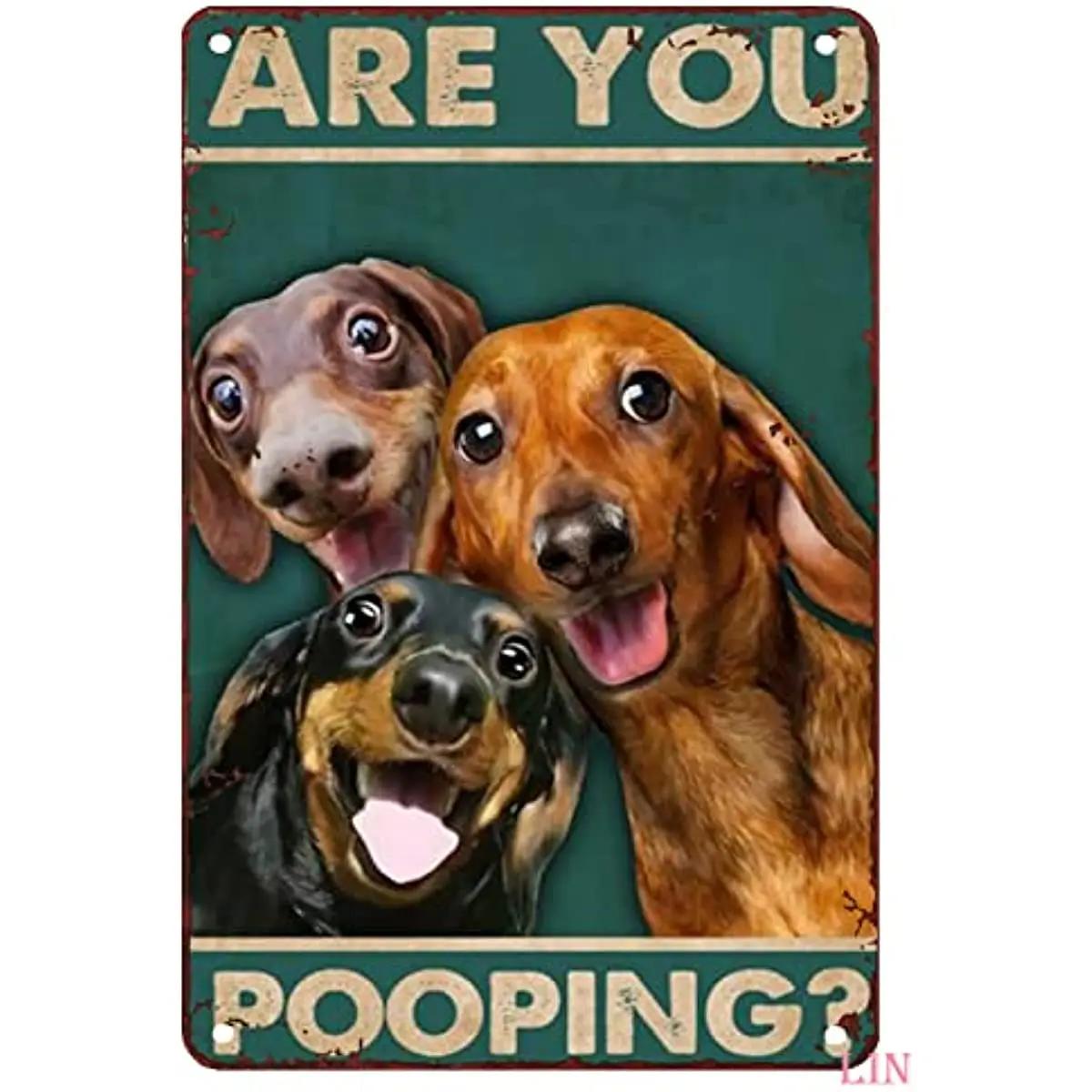  ִ ݼ ǥ  ڽ Ʈ  Pooping ȭ     ȣ  ݼ ǥ Ƽ  